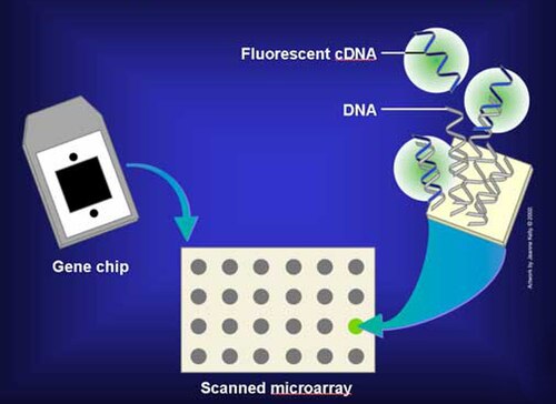 Microarray_Comparative_Genomic_Hybridisation.jpg
